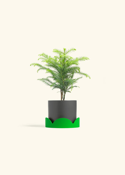 Norfolk Pine in a 4 inches Charcoal Classic Cylinder Planter in a Shamrock Petal Drip Tray