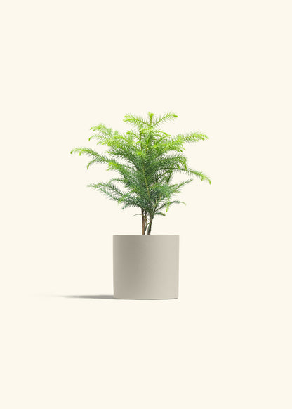 Norfolk Pine in a 4 inches Oat Classic Cylinder Planter 
