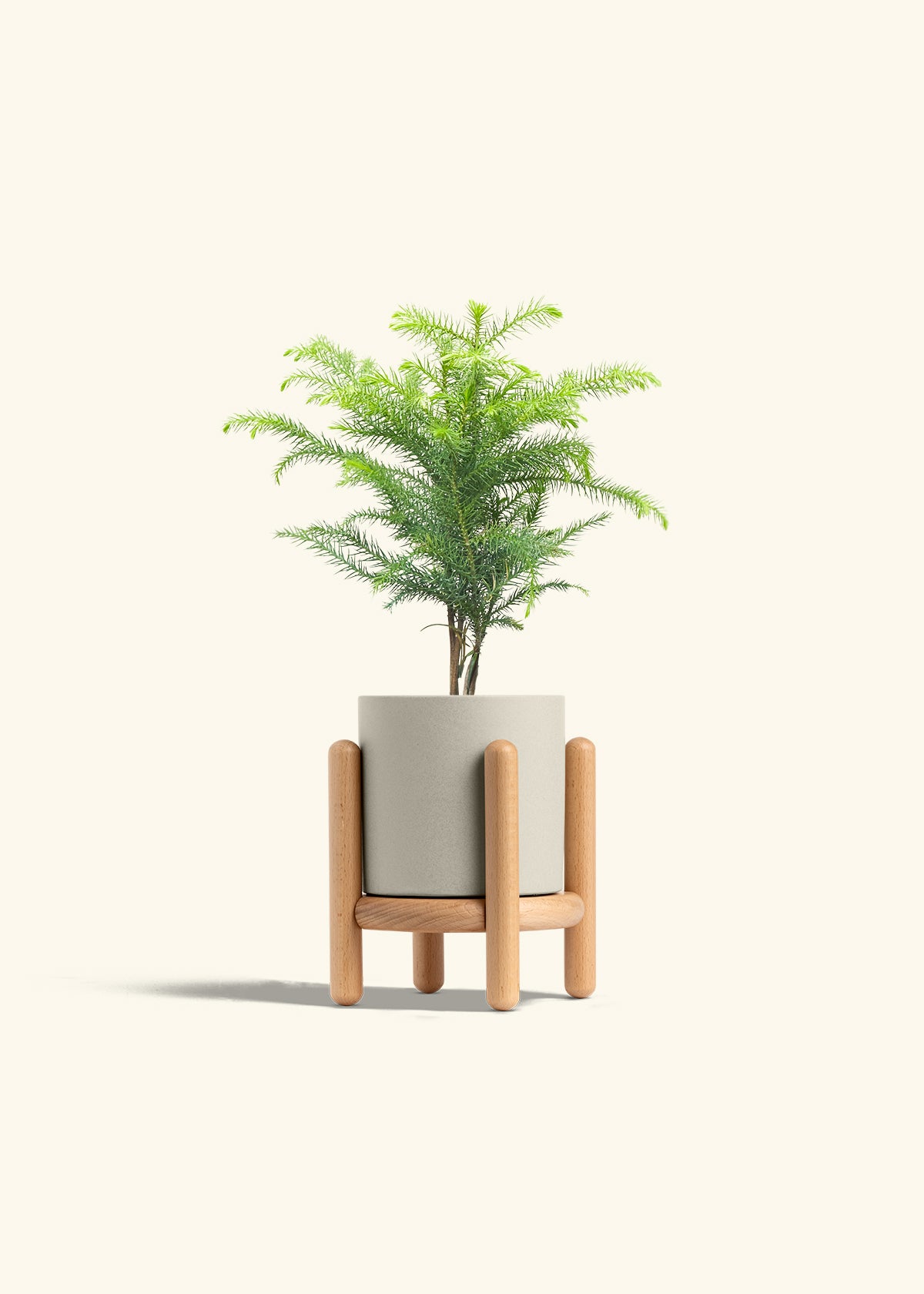Norfolk Pine in a 4 inches Oat Classic Cylinder Planter in a Beech Wood Stand