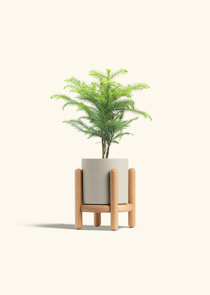 Norfolk Pine in a 4 inches Oat Classic Cylinder Planter in a Beech Wood Stand