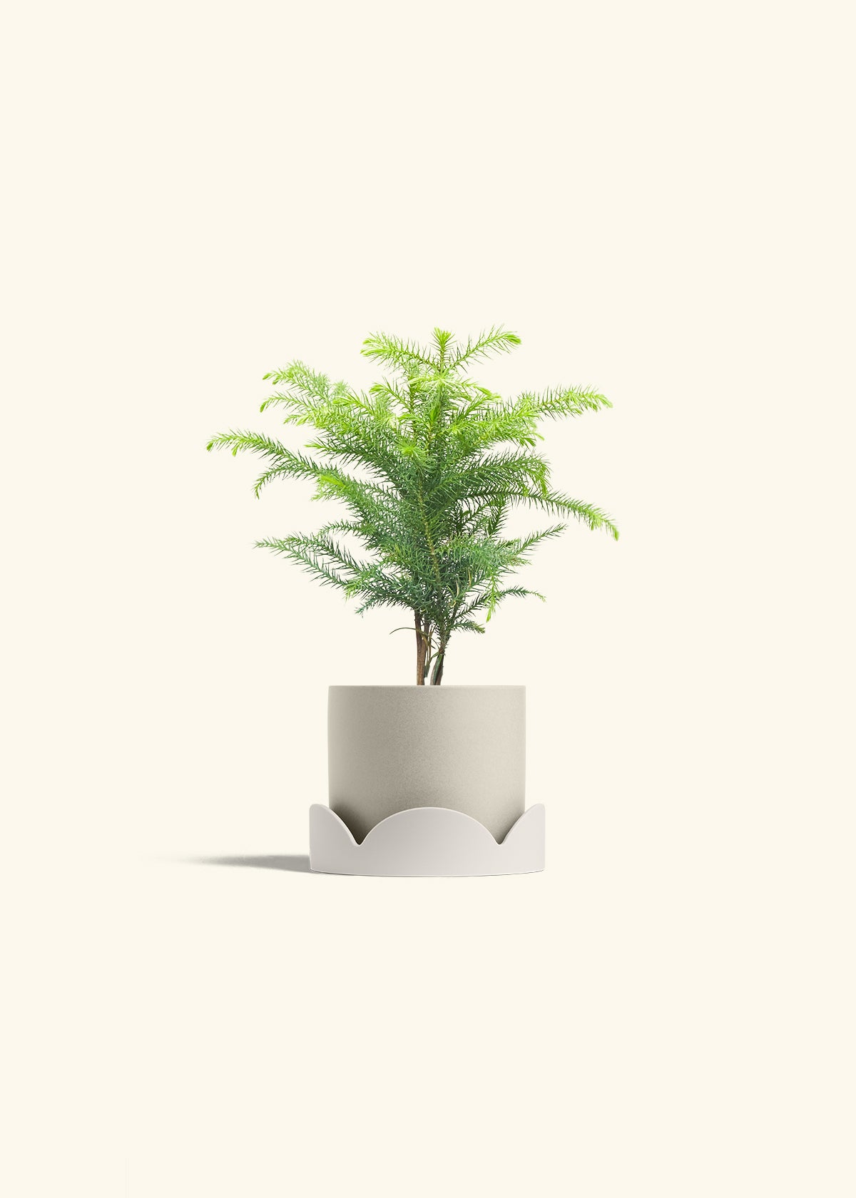 Norfolk Pine in a 4 inches Oat Classic Cylinder Planter in a Oat Petal Drip Tray