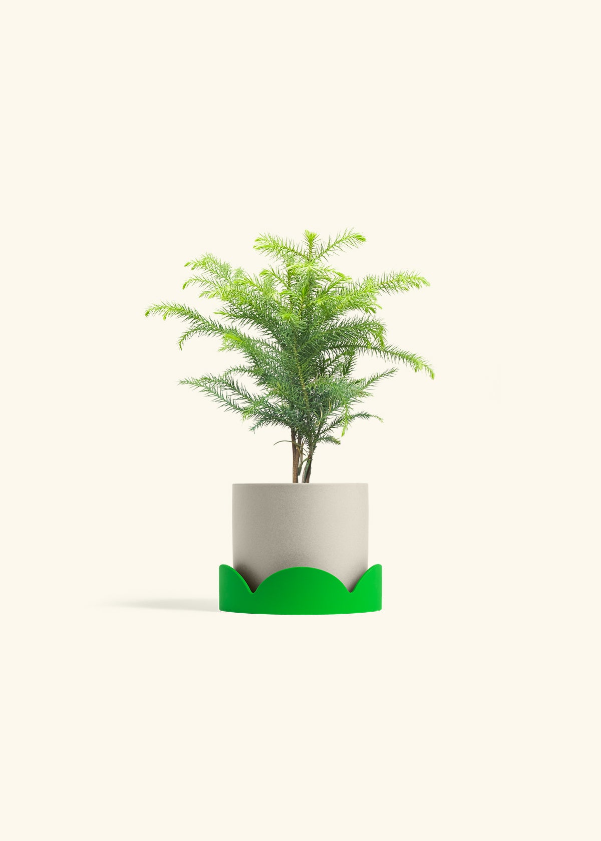 Norfolk Pine in a 4 inches Oat Classic Cylinder Planter in a Shamrock Petal Drip Tray