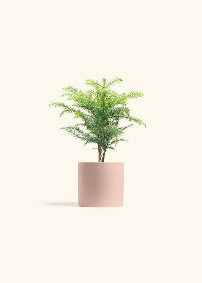 Norfolk Pine in a 4 inches Pink Classic Cylinder Planter 