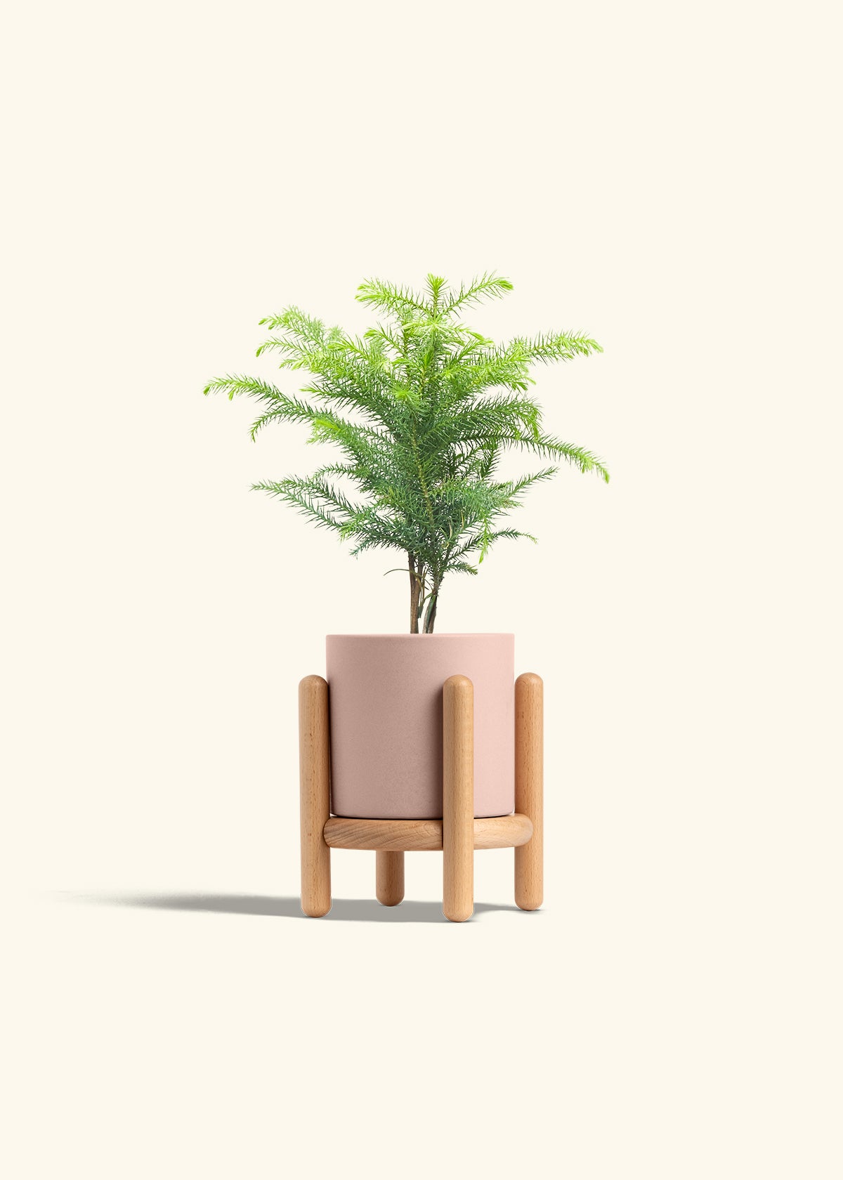Norfolk Pine in a 4 inches Pink Classic Cylinder Planter in a Beech Wood Stand