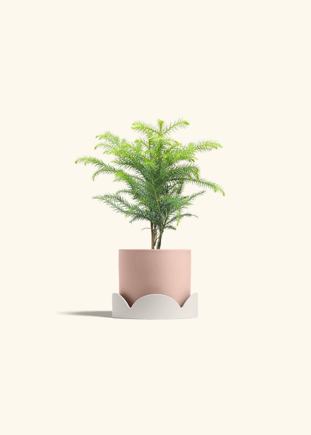 Norfolk Pine in a 4 inches Pink Classic Cylinder Planter in a Oat Petal Drip Tray
