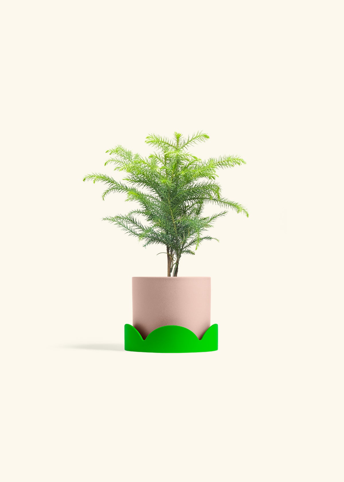 Norfolk Pine in a 4 inches Pink Classic Cylinder Planter in a Shamrock Petal Drip Tray