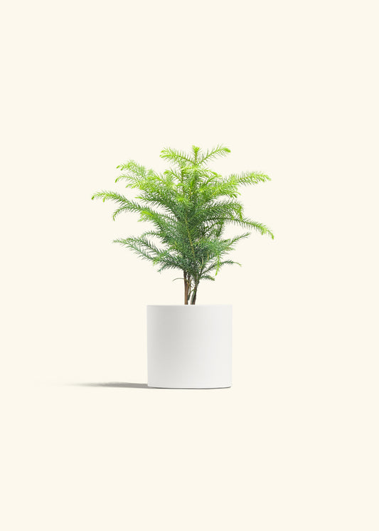 Norfolk Pine in a 4 inches White Classic Cylinder Planter 