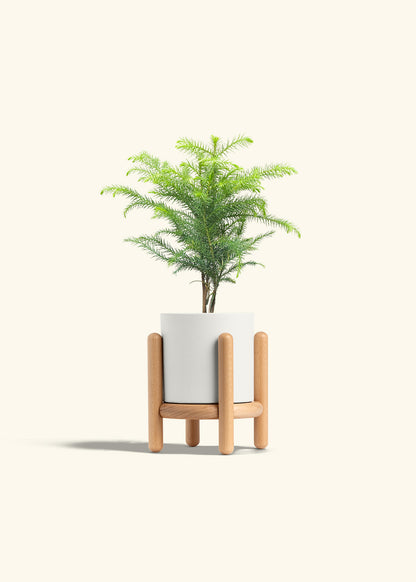 Norfolk Pine in a 4 inches White Classic Cylinder Planter in a Beech Wood Stand