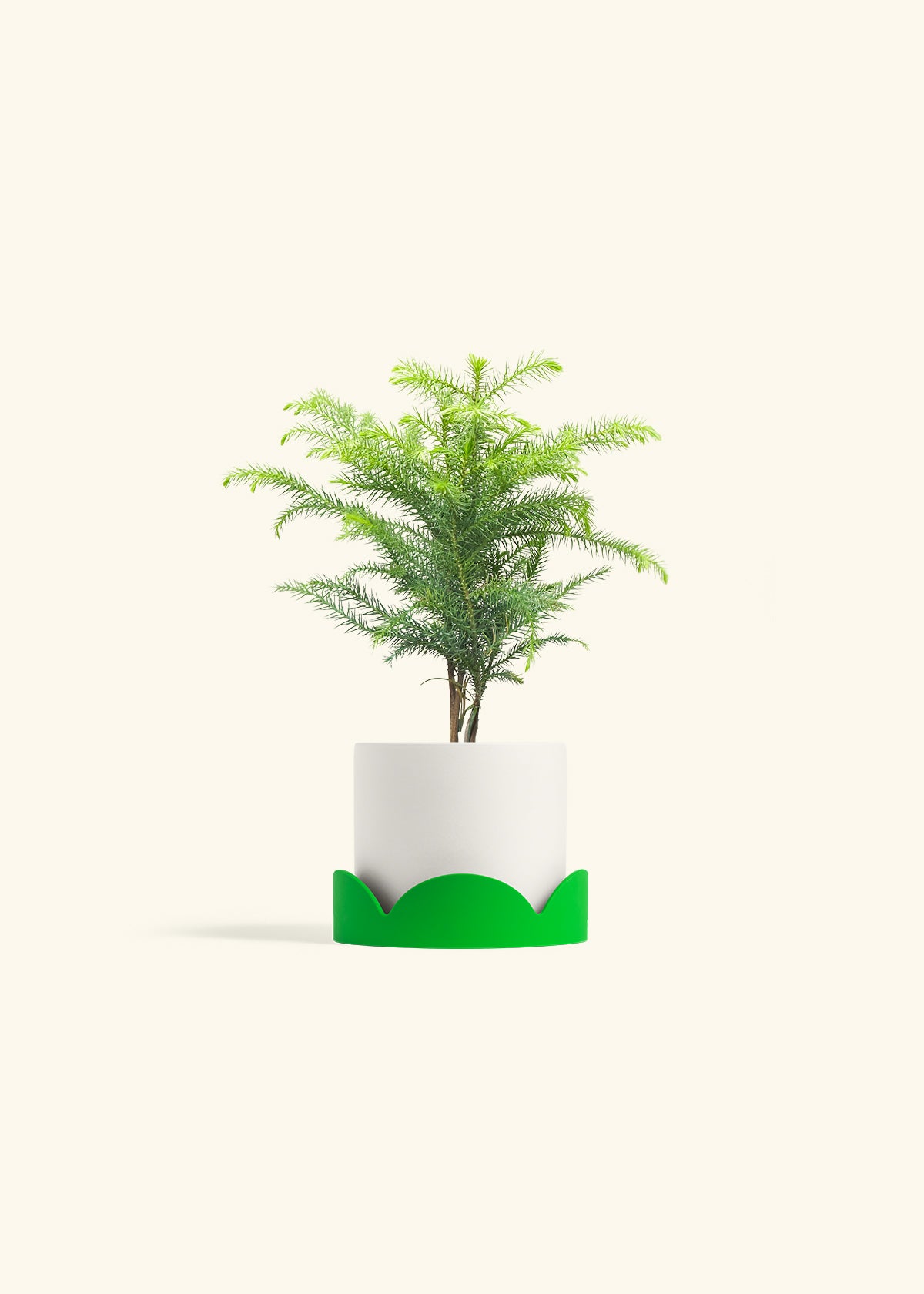 Norfolk Pine in a 4 inches White Classic Cylinder Planter in a Shamrock Petal Drip Tray