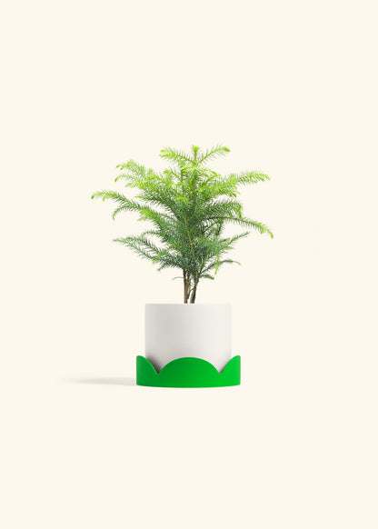Norfolk Pine in a 4 inches White Classic Cylinder Planter in a Shamrock Petal Drip Tray