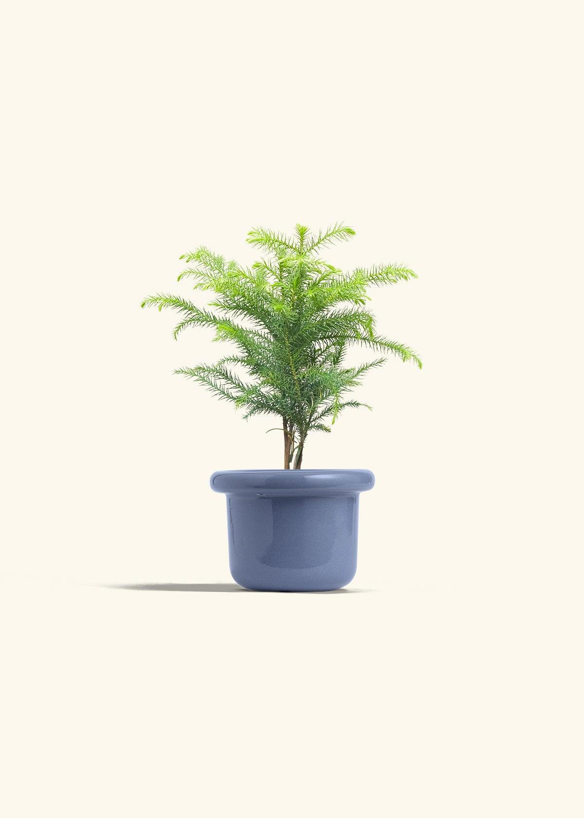 Norfolk Pine in a 4 inches Fat Lip Blue Planter 