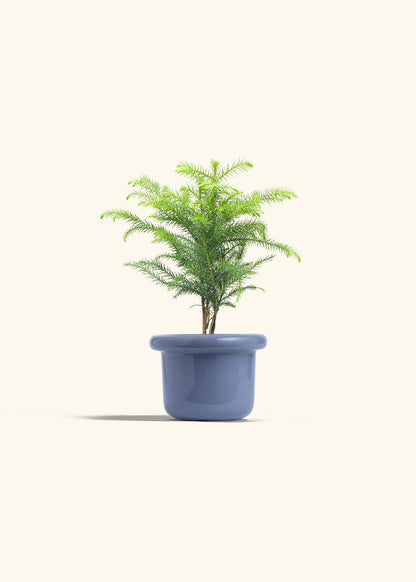 Norfolk Pine in a 4 inches Fat Lip Blue Planter 