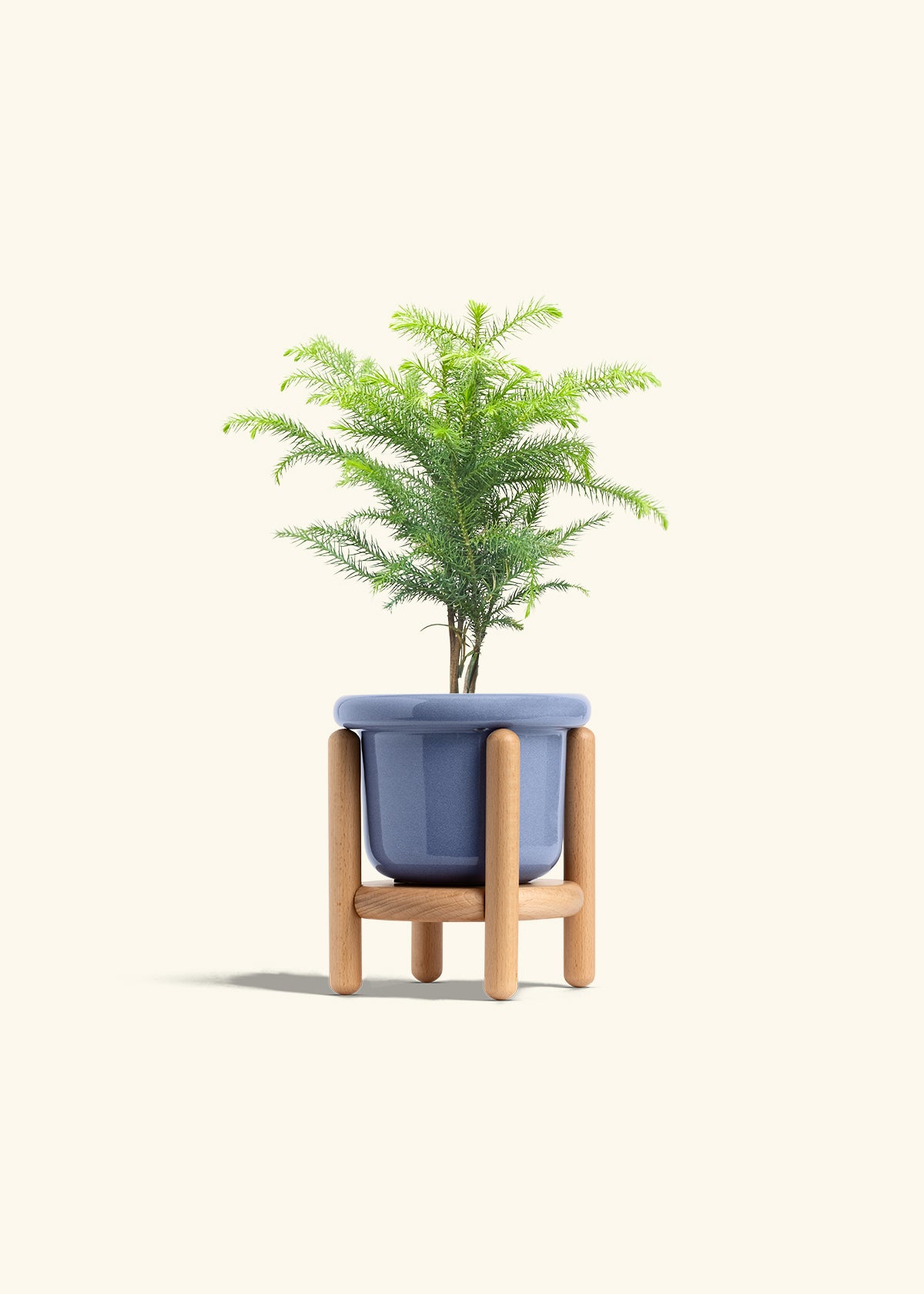 Norfolk Pine in a 4 inches Fat Lip Blue Planter in a Beech Wood Stand