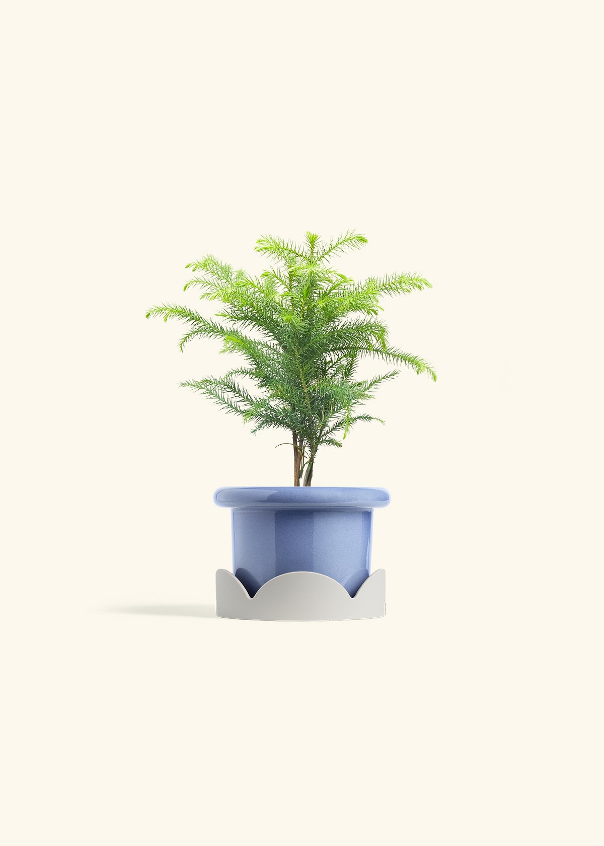 Norfolk Pine in a 4 inches Fat Lip Blue Planter in a Oat Petal Drip Tray