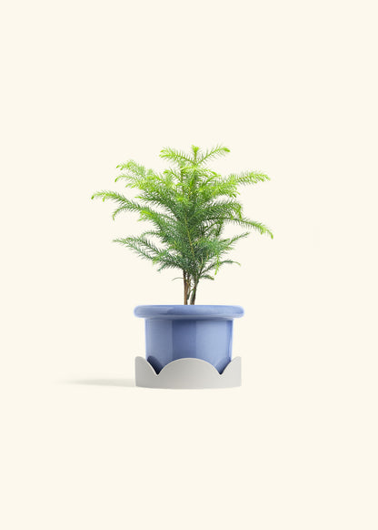 Norfolk Pine in a 4 inches Fat Lip Blue Planter in a Oat Petal Drip Tray