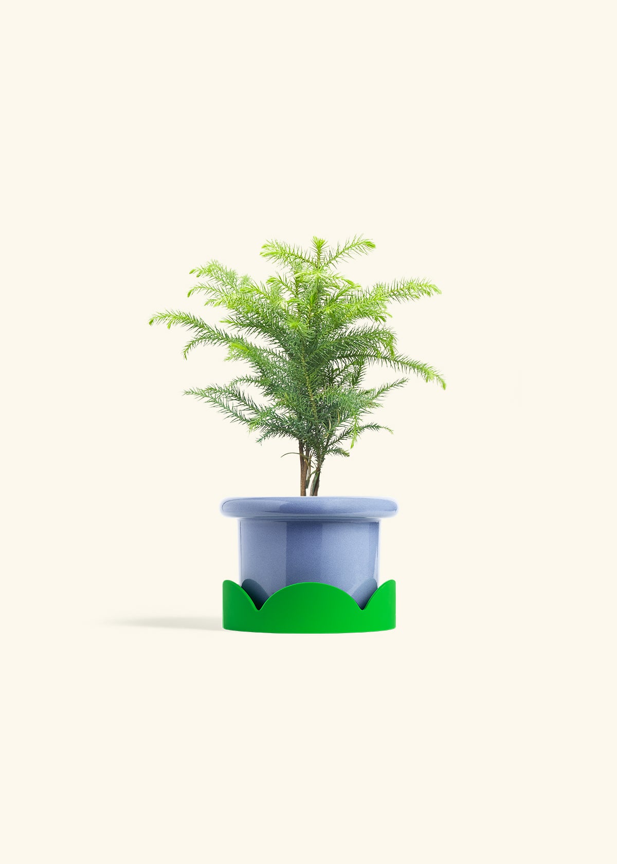 Norfolk Pine in a 4 inches Fat Lip Blue Planter in a Shamrock Petal Drip Tray