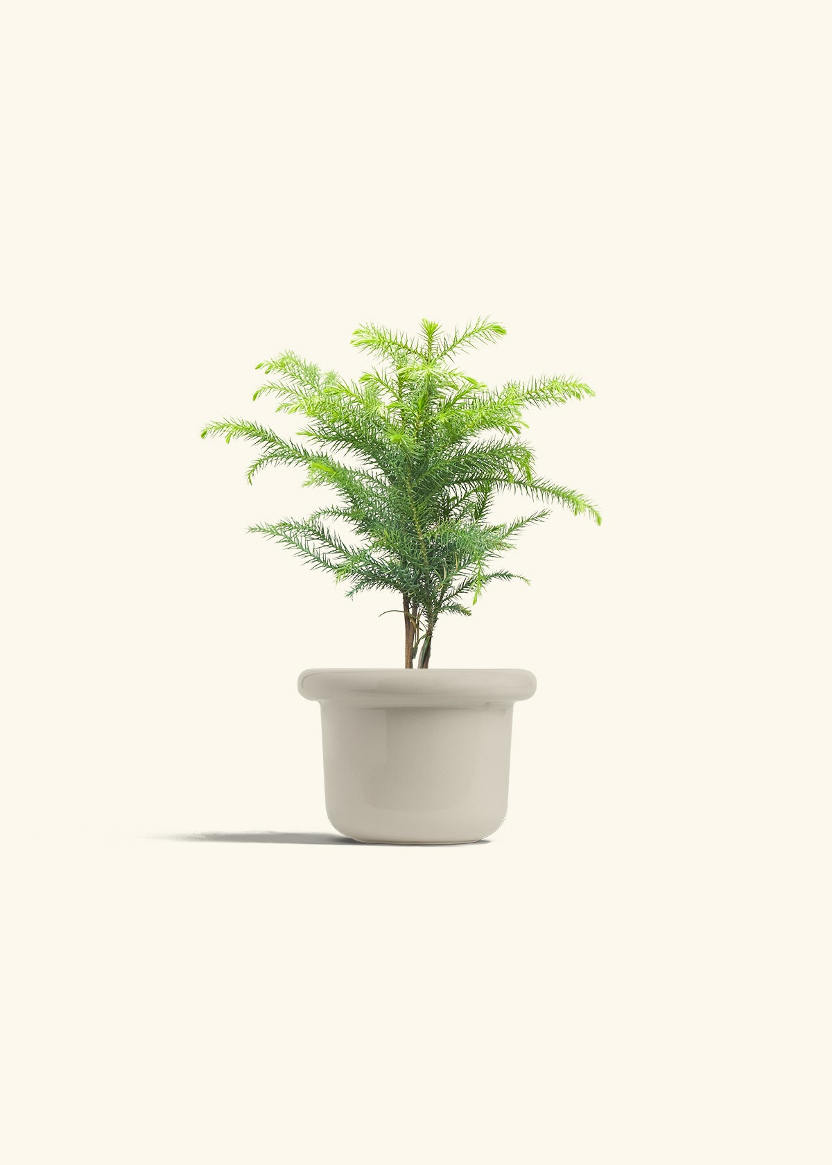 Norfolk Pine in a 4 inches Fat Lip Oat Planter 