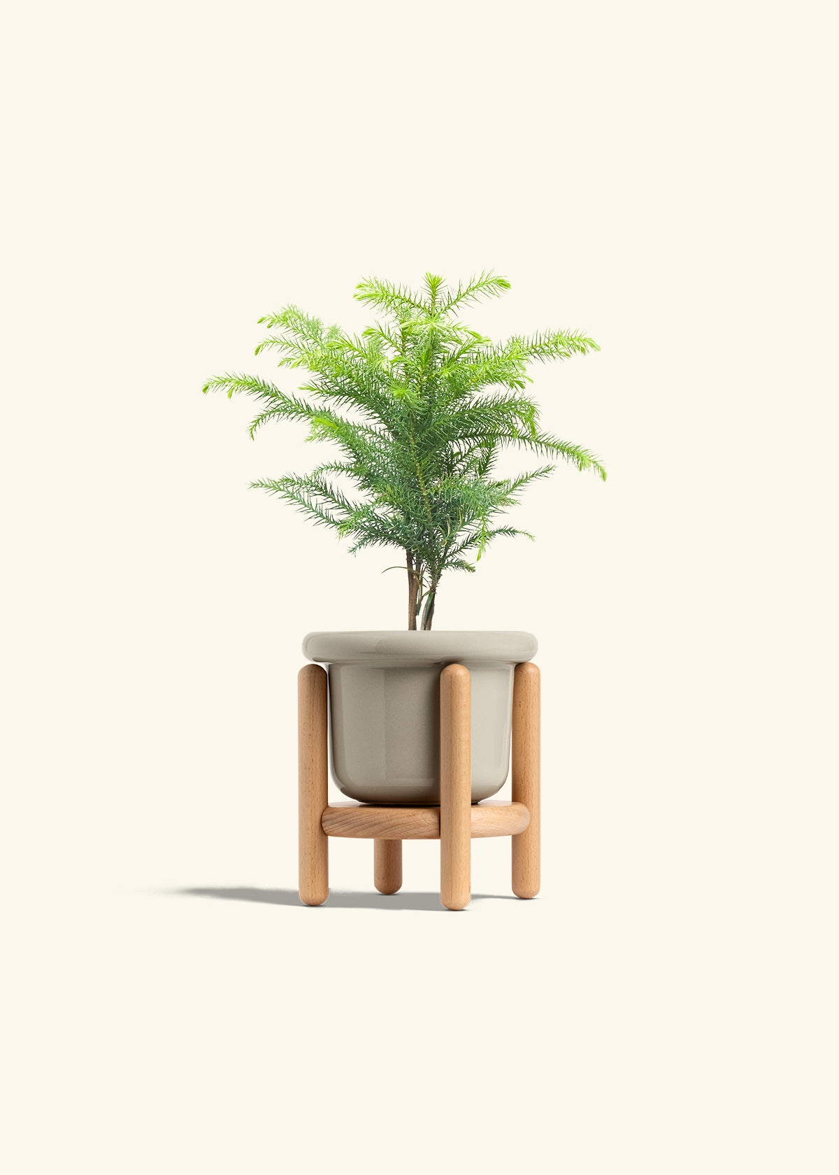 Norfolk Pine in a 4 inches Fat Lip Oat Planter in a Beech Wood Stand