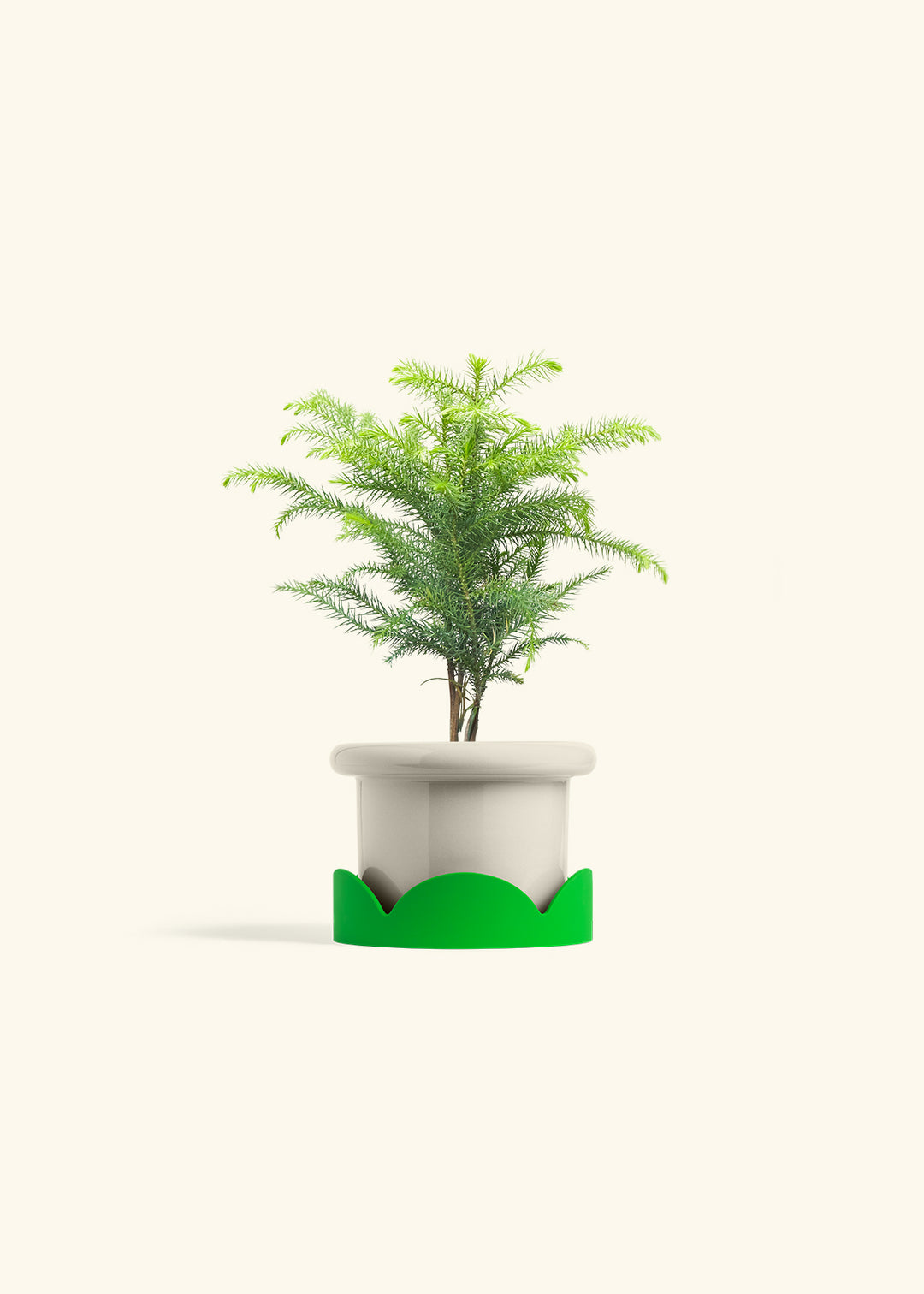 Norfolk Pine in a 4 inches Fat Lip Oat Planter in a Shamrock Petal Drip Tray