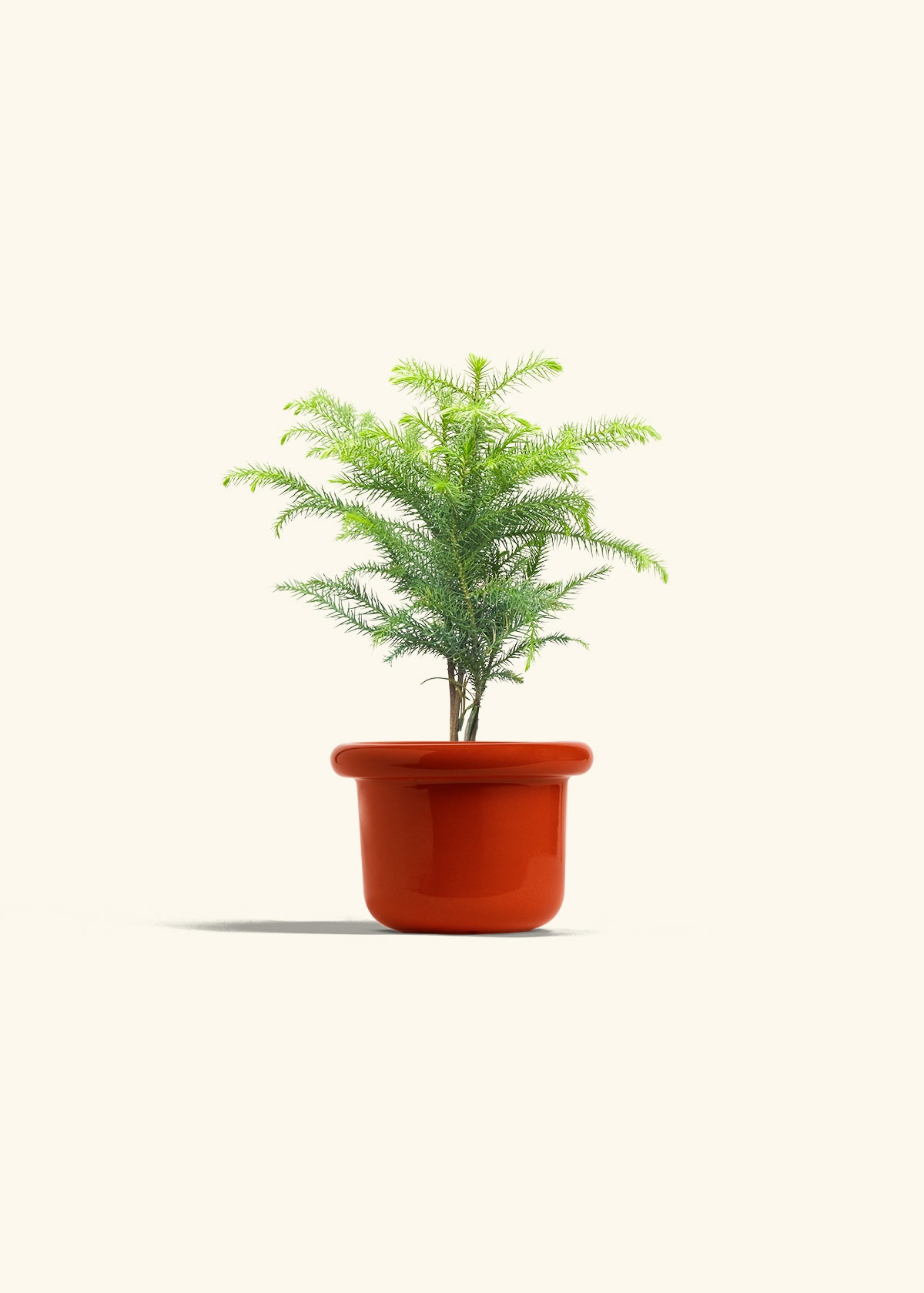 Norfolk Pine in a 4 inches Fat Lip Red Planter 