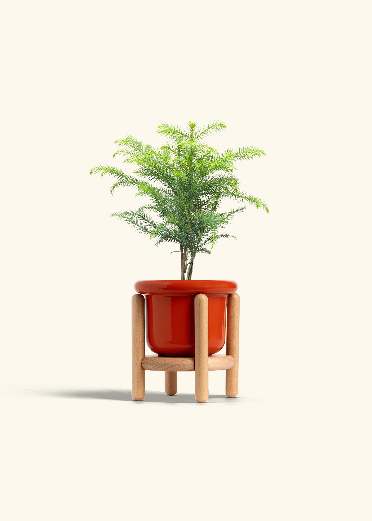 Norfolk Pine in a 4 inches Fat Lip Red Planter in a Beech Wood Stand