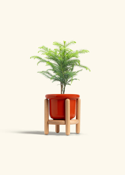 Norfolk Pine in a 4 inches Fat Lip Red Planter in a Beech Wood Stand