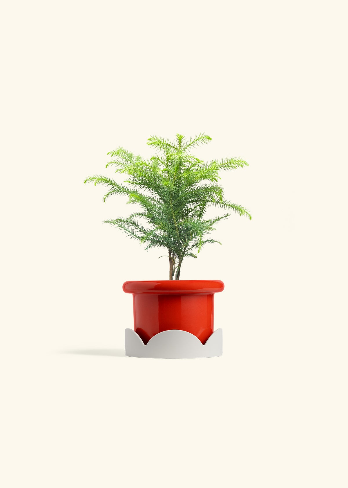 Norfolk Pine in a 4 inches Fat Lip Red Planter in a Oat Petal Drip Tray