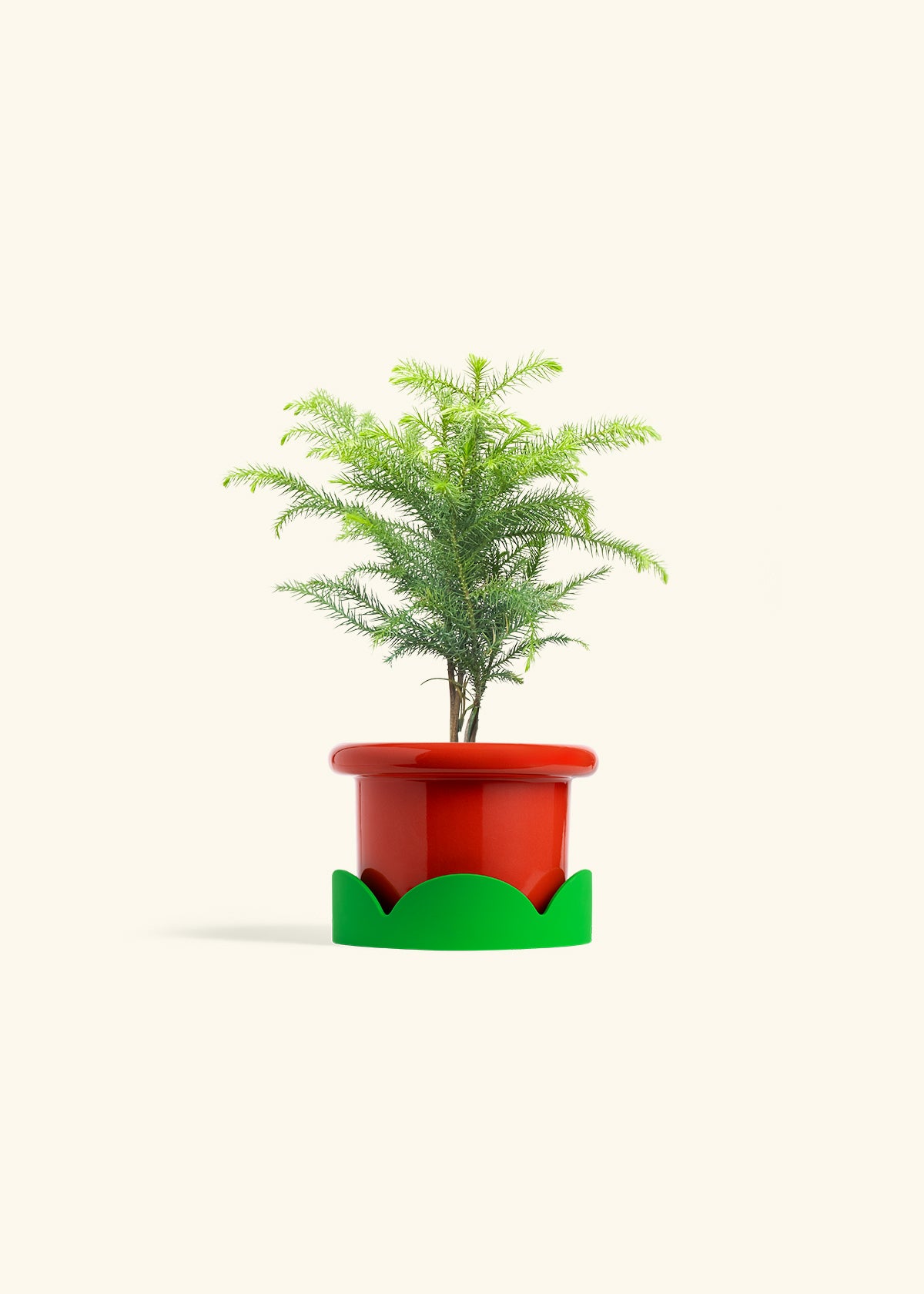 Norfolk Pine in a 4 inches Fat Lip Red Planter in a Shamrock Petal Drip Tray
