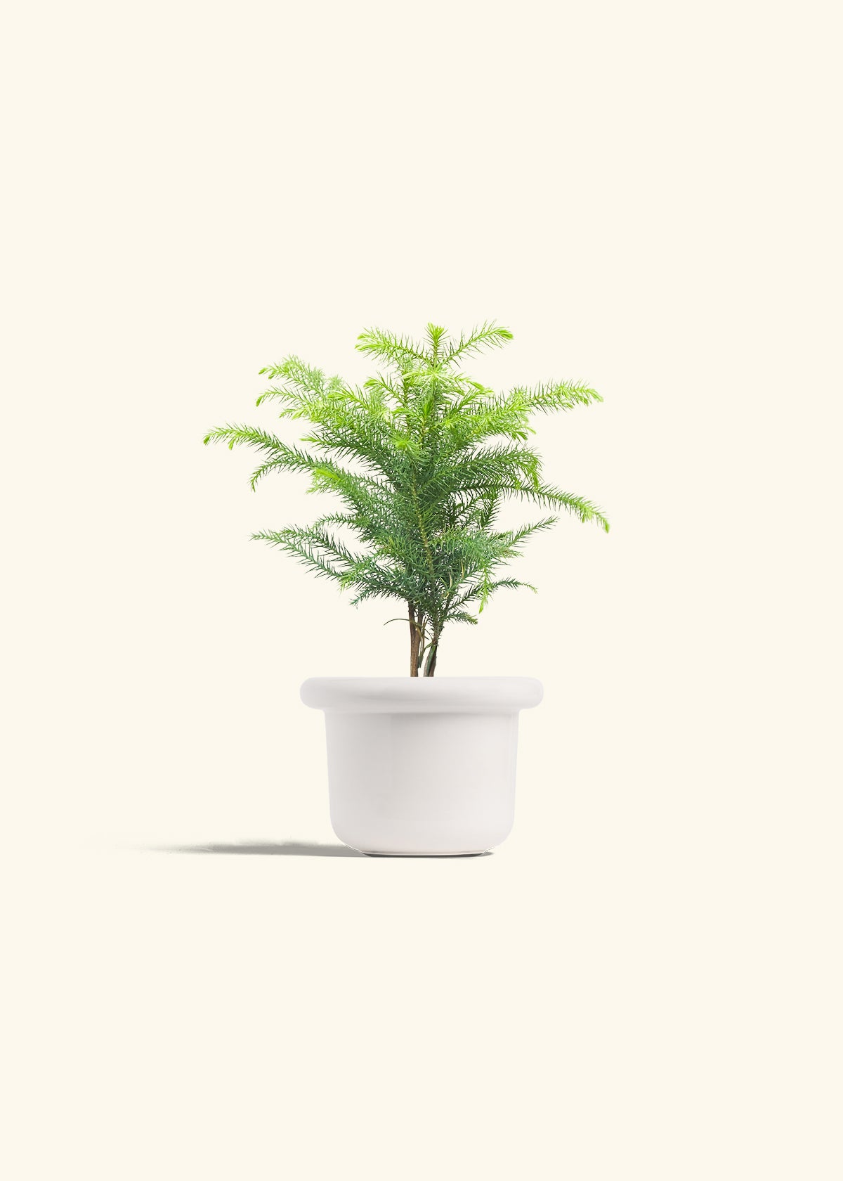 Norfolk Pine in a 4 inches Fat Lip White Planter 