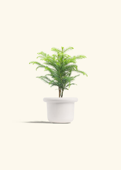 Norfolk Pine in a 4 inches Fat Lip White Planter 