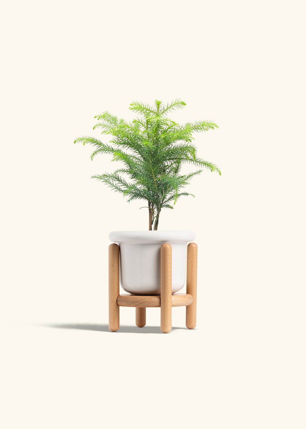 Norfolk Pine in a 4 inches Fat Lip White Planter in a Beech Wood Stand