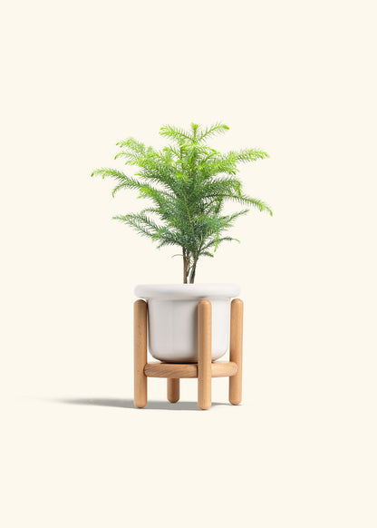 Norfolk Pine in a 4 inches Fat Lip White Planter in a Beech Wood Stand