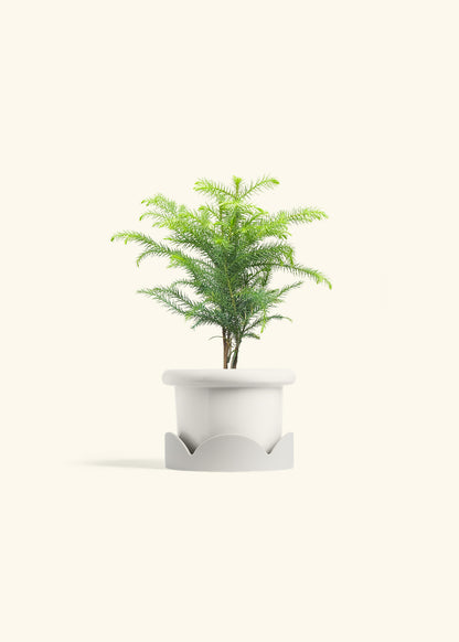 Norfolk Pine in a 4 inches Fat Lip White Planter in a Oat Petal Drip Tray