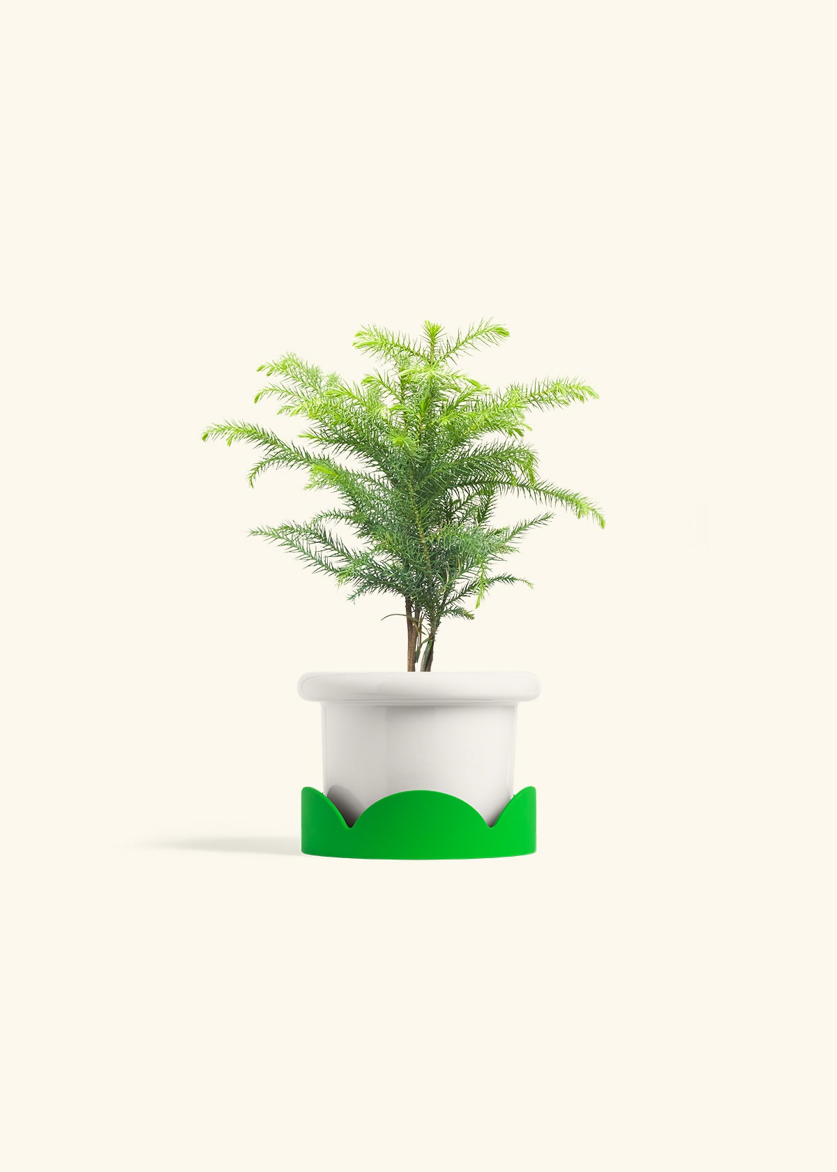 Norfolk Pine in a 4 inches Fat Lip White Planter in a Shamrock Petal Drip Tray