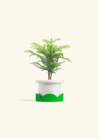 Norfolk Pine in a 4 inches Fat Lip White Planter in a Shamrock Petal Drip Tray