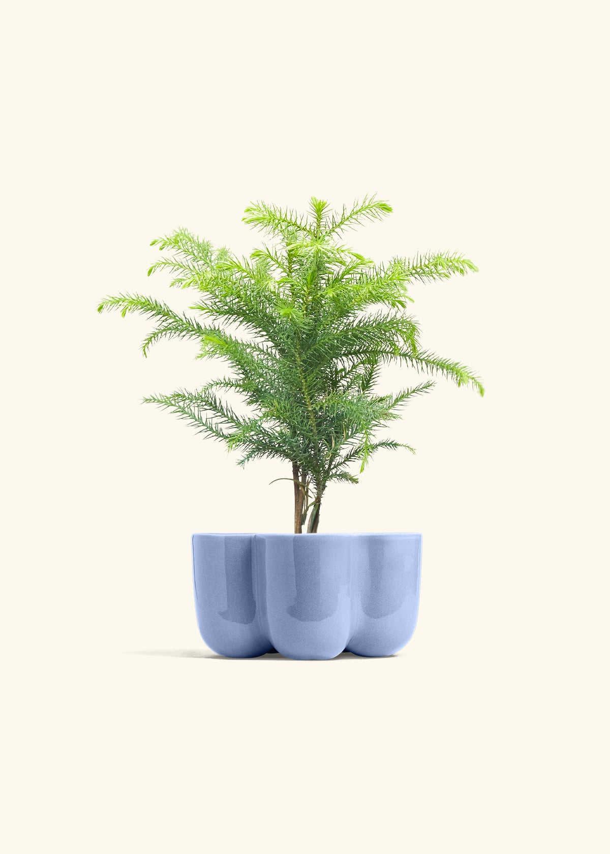 Norfolk Pine in a 4 inches in a Blue Petal Planter