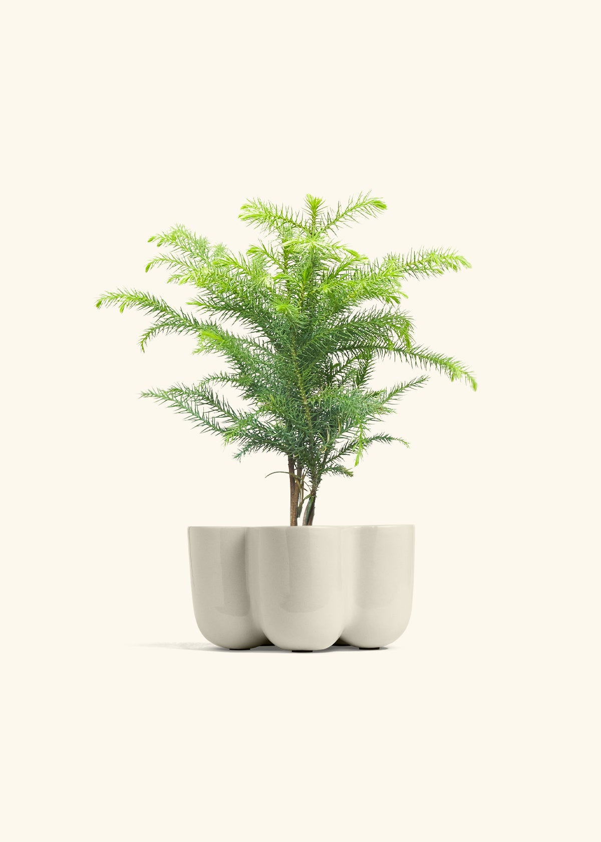Norfolk Pine in a 4 inches in a Oat Petal Planter