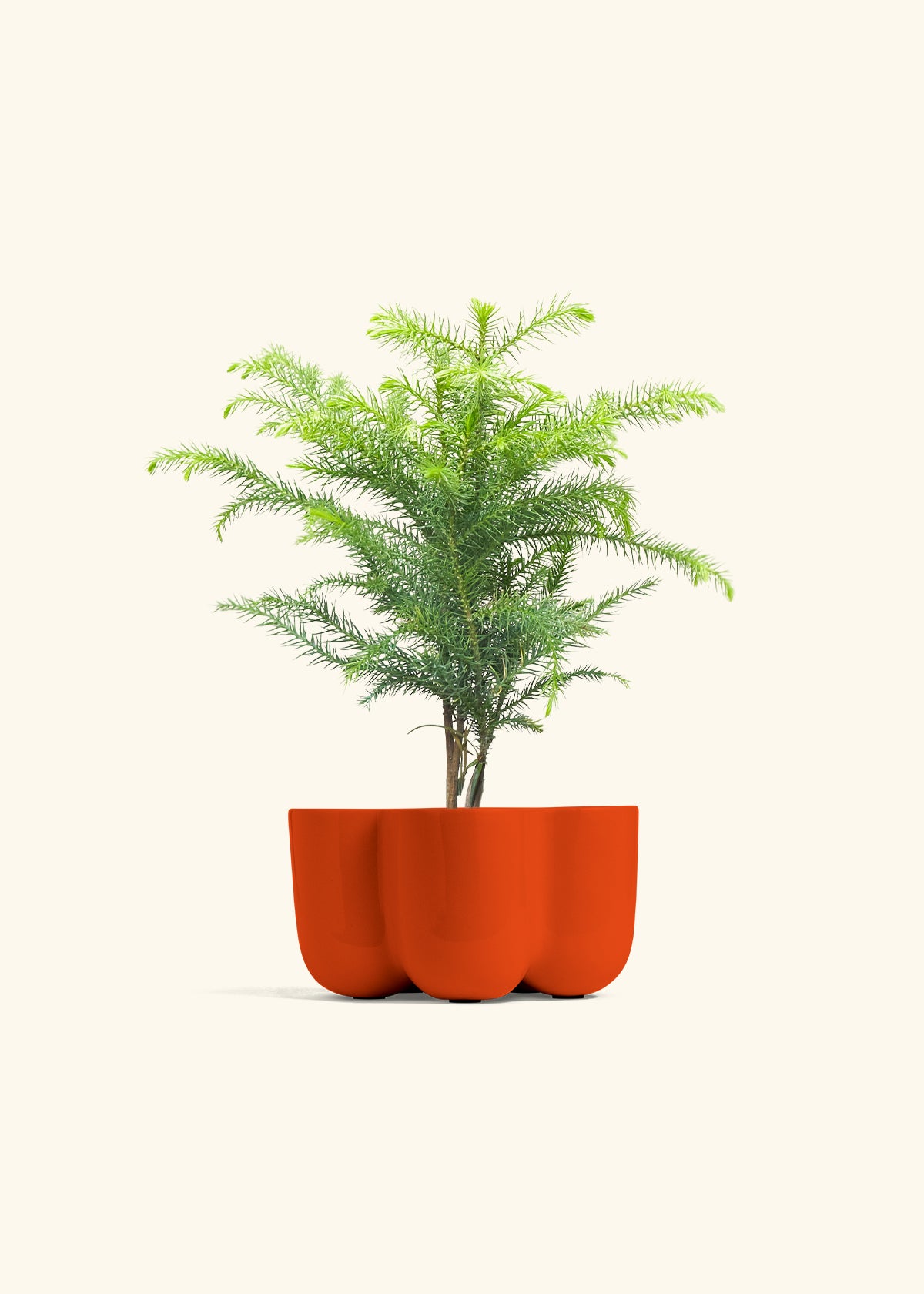 Norfolk Pine in a 4 inches in a Red Petal Planter