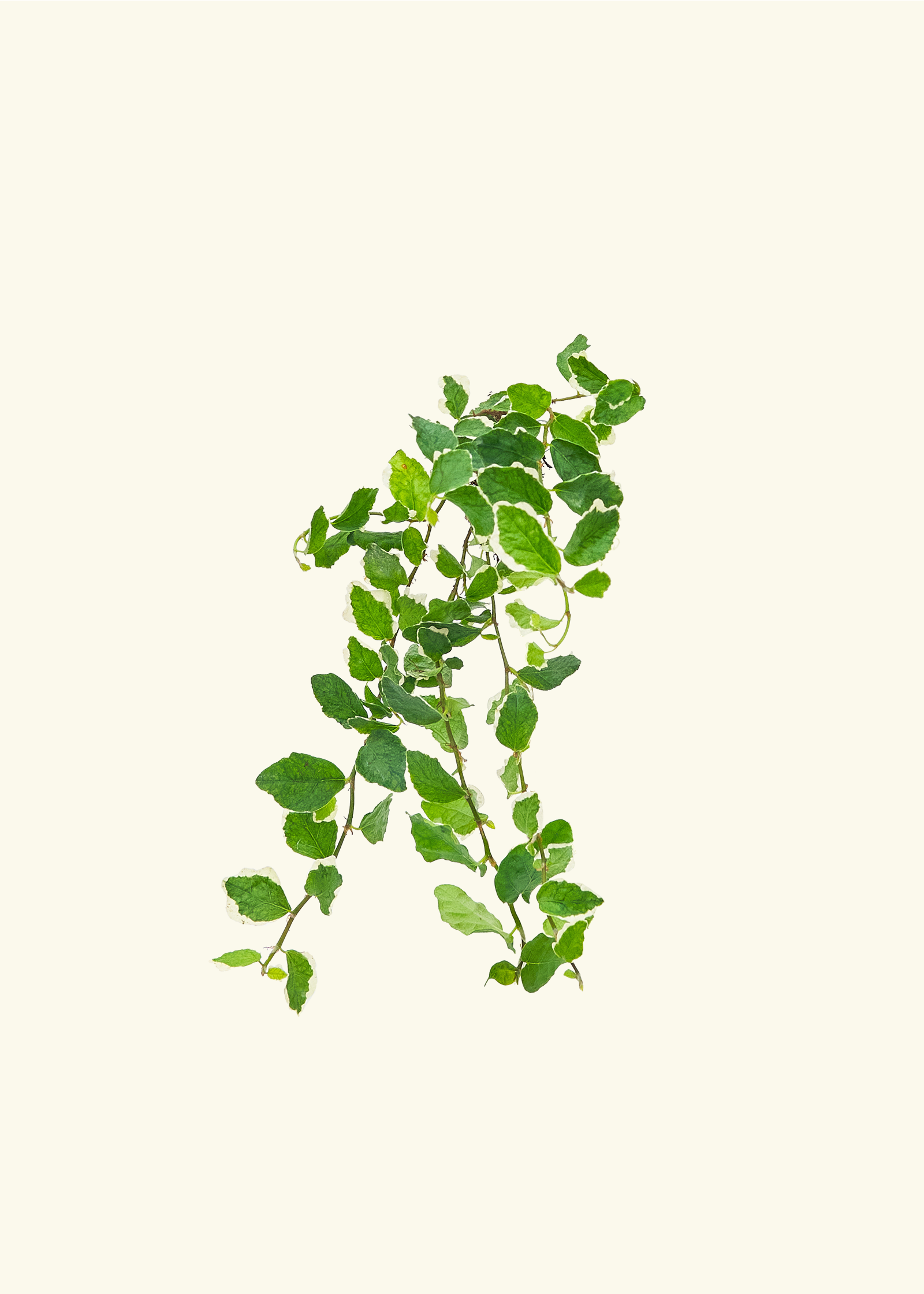 house plant plugs for sale Assorted Plant Plugs – Hey Rooted