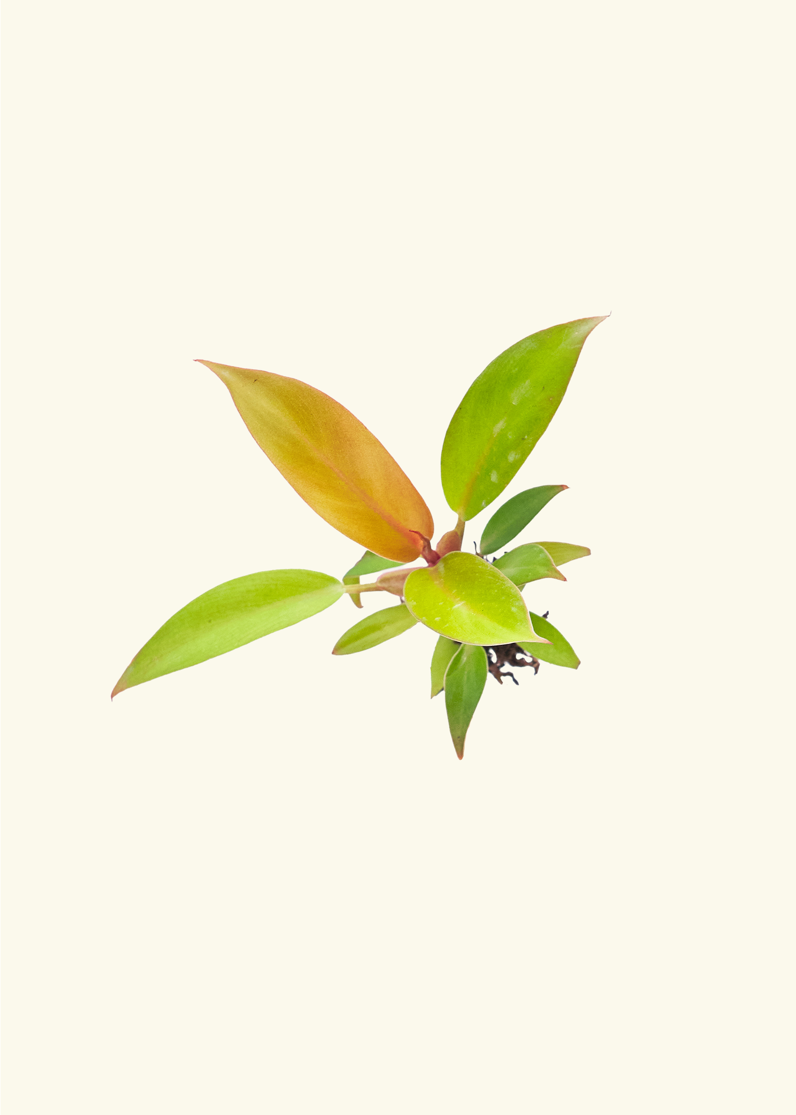 indoor plant plugs Assorted Plant Plugs – Hey Rooted