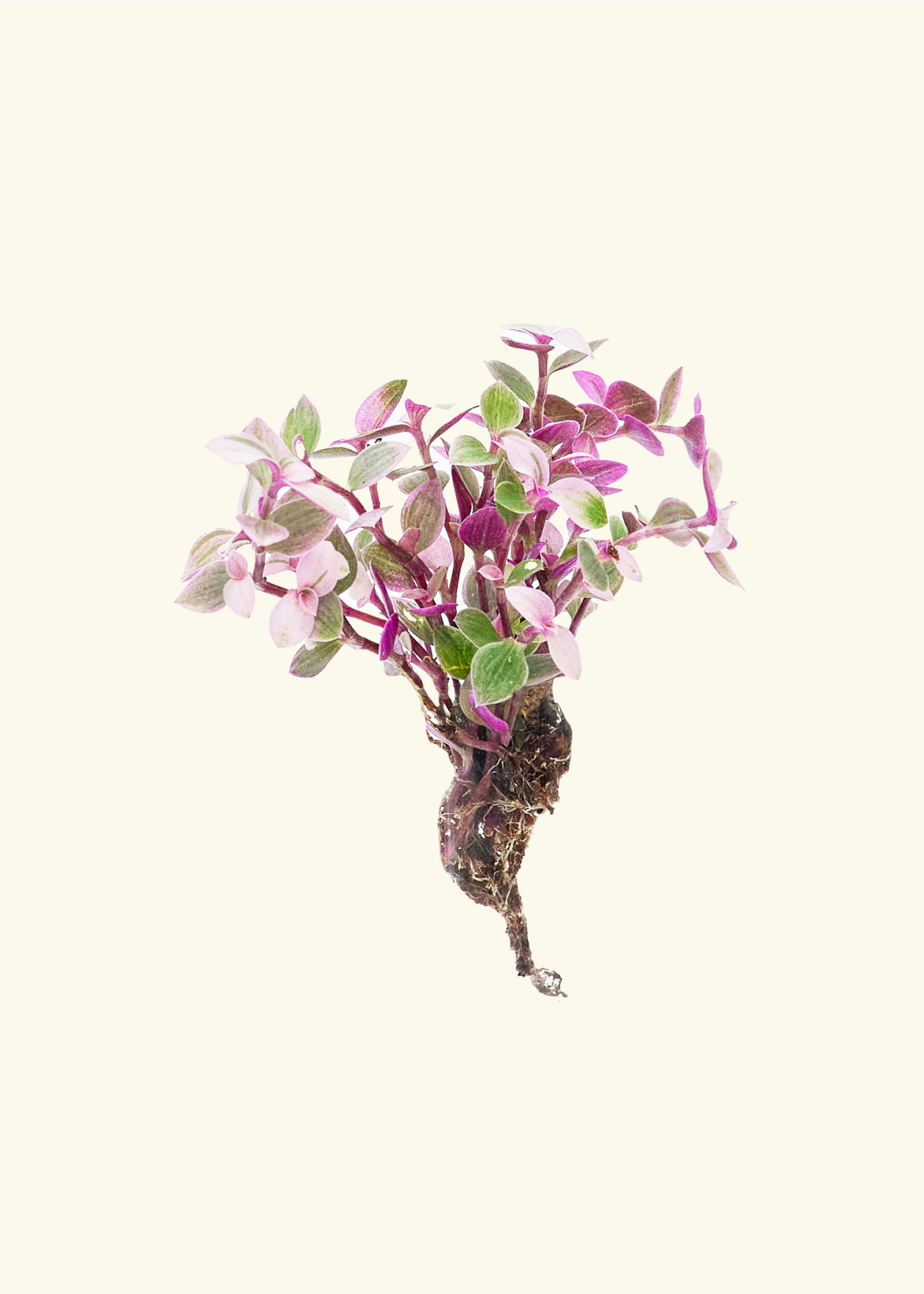 indoor plant plugs Assorted Plant Plugs – Hey Rooted