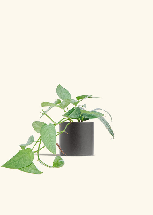Cebu Blue Pothos in a 6 inches Charcoal Classic Cylinder Planter 