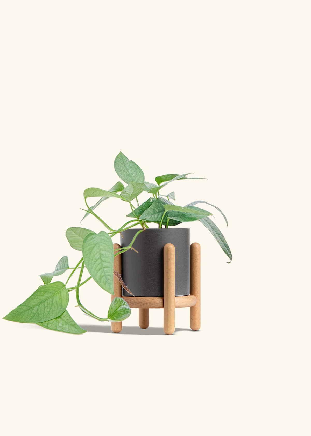 Cebu Blue Pothos in a 4 inches Charcoal Classic Cylinder Planter in a Beech Wood Stand