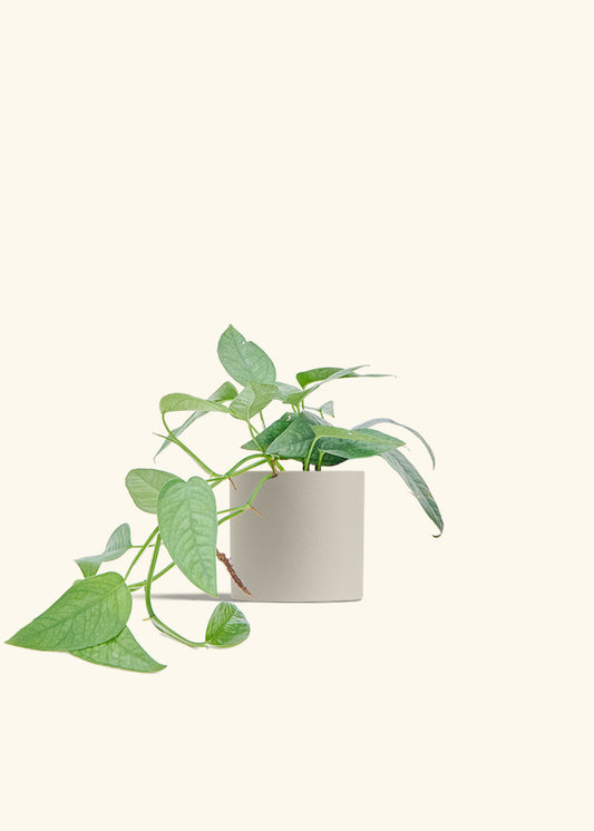 Cebu Blue Pothos in a 6 inches Oat Classic Cylinder Planter 