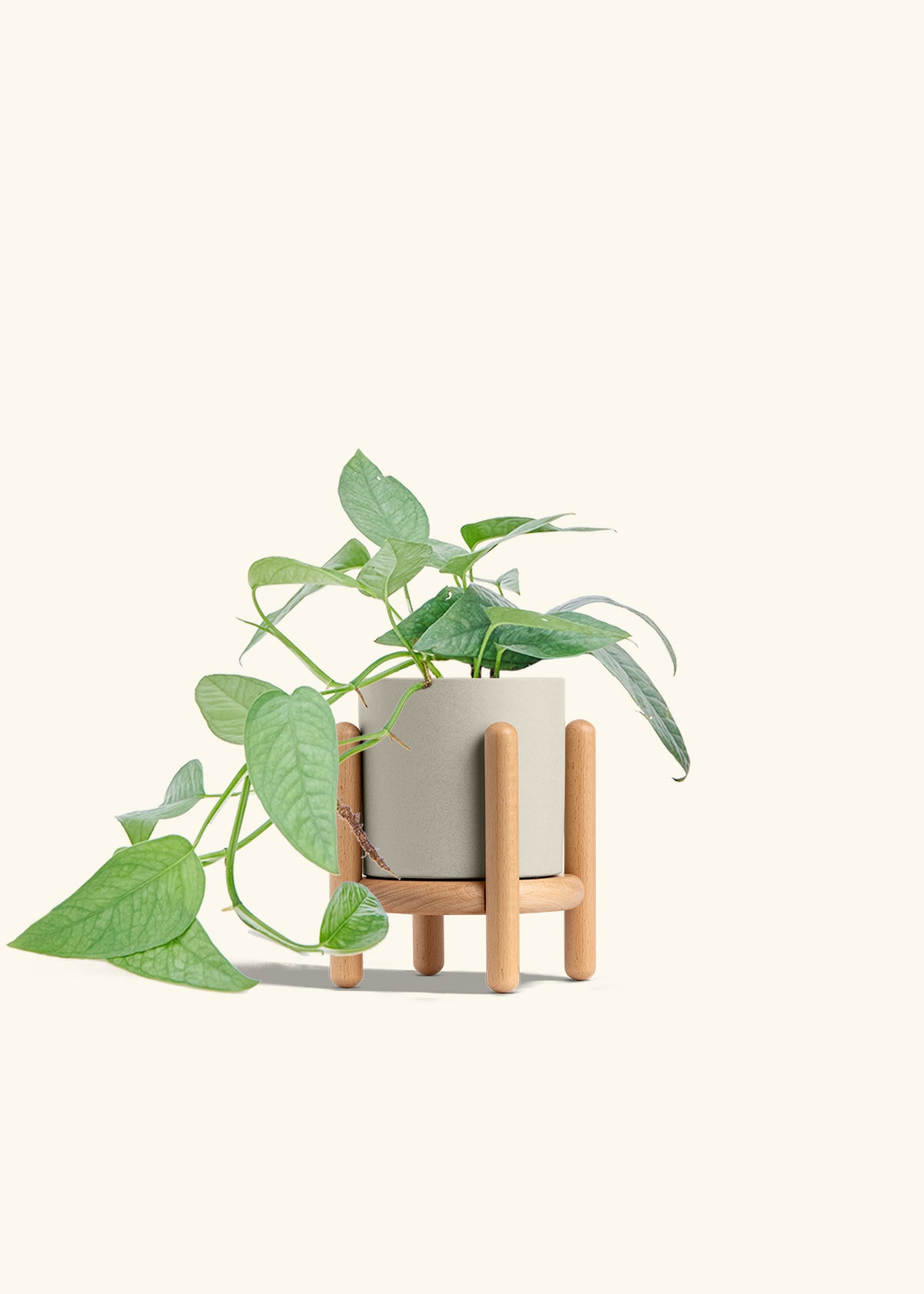 Cebu Blue Pothos in a 4 inches Oat Classic Cylinder Planter in a Beech Wood Stand