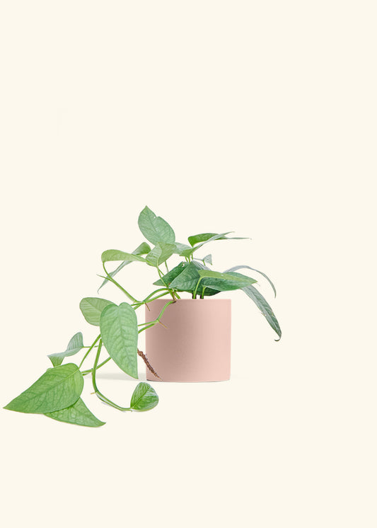 Cebu Blue Pothos in a 4 inches Pink Classic Cylinder Planter 
