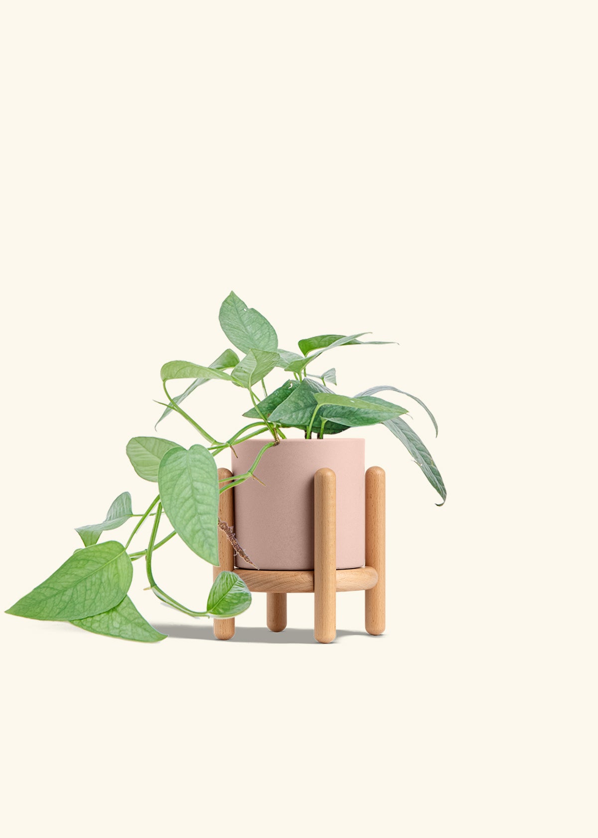 Cebu Blue Pothos in a 4 inches Pink Classic Cylinder Planter in a Beech Wood Stand