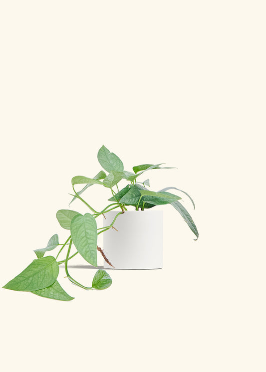 Cebu Blue Pothos in a 6 inches White Classic Cylinder Planter 
