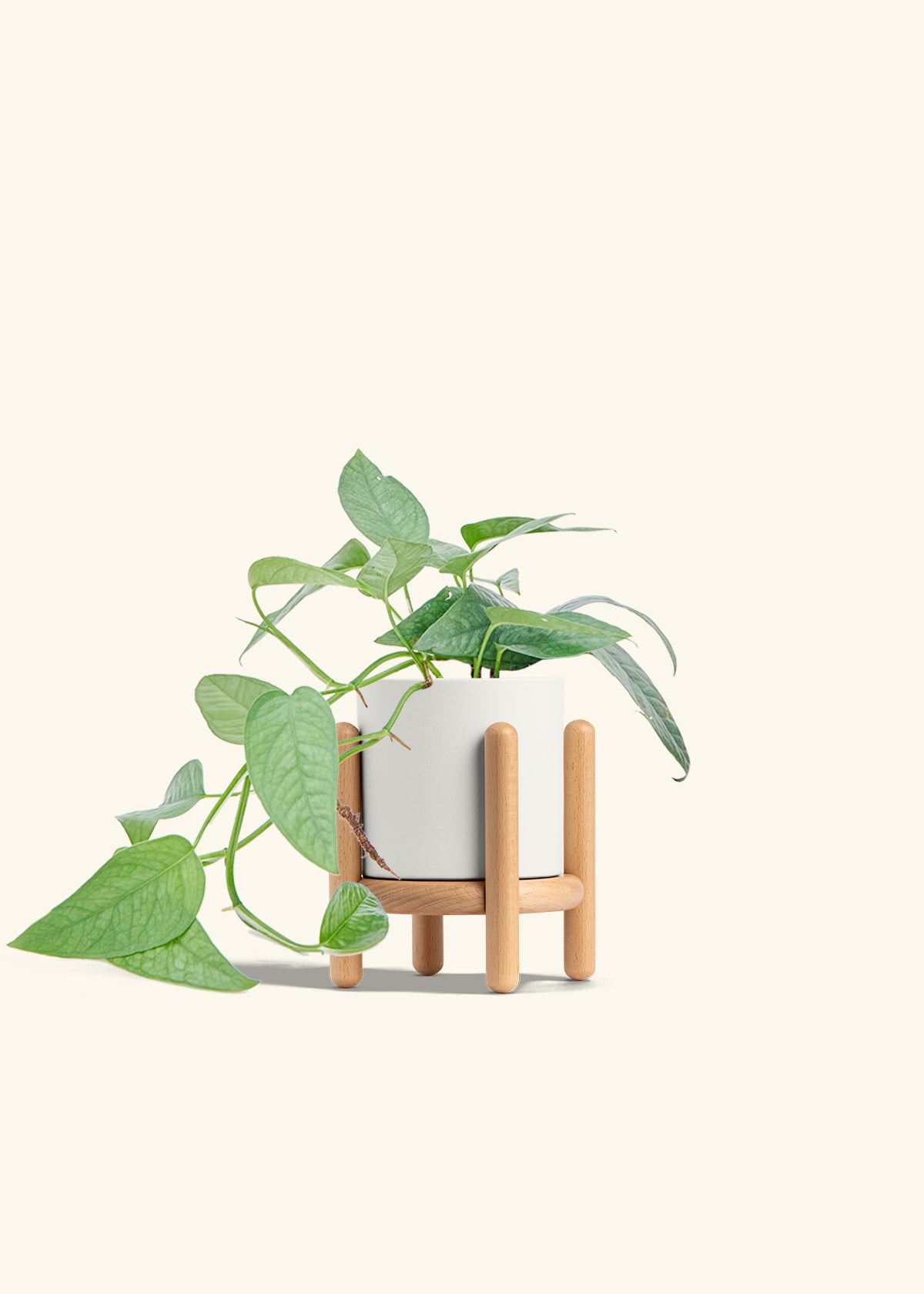 Cebu Blue Pothos in a 4 inches White Classic Cylinder Planter in a Beech Wood Stand