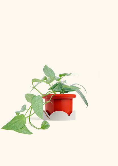 Cebu Blue Pothos in a 6 inches Fat Lip Red Planter in a Shamrock Petal Drip Tray